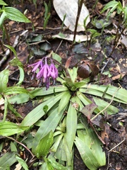 Heloniopsis orientalis