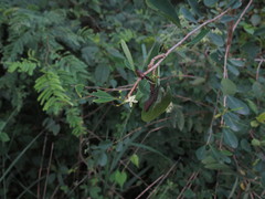 Erythroxylum monogynum