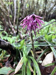 Heloniopsis orientalis