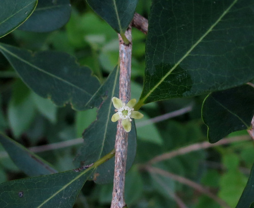Erythroxylum monogynum (Erythroxylum monogynum)