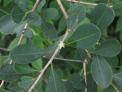 Erythroxylum monogynum