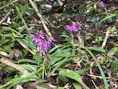 Heloniopsis orientalis