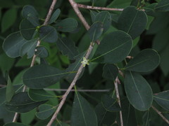 Erythroxylum monogynum