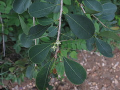 Erythroxylum monogynum
