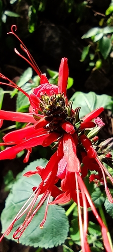 Image of Salvia exserta by no rights reserved