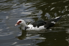 Cairina moschata domestica