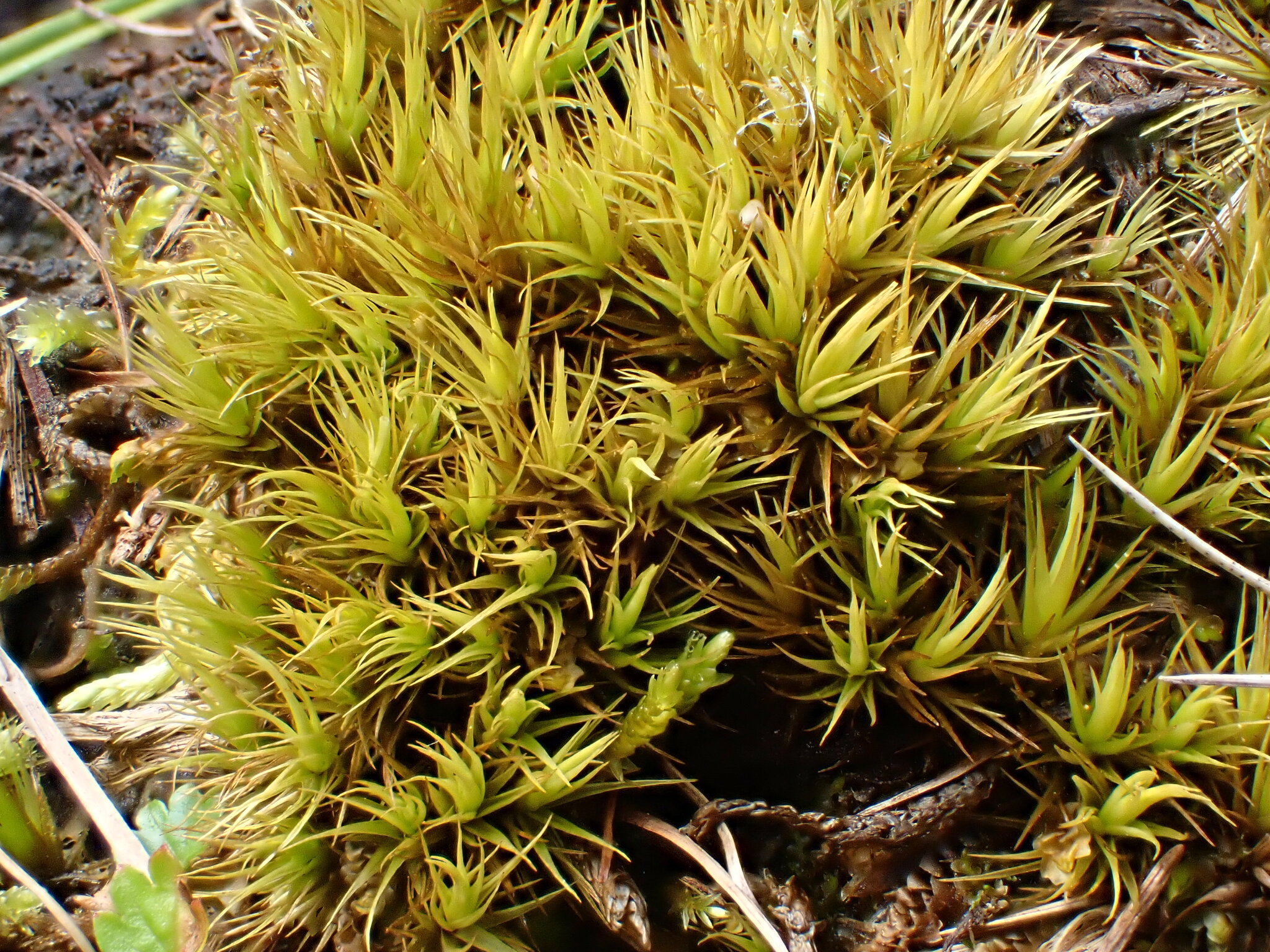 Paraleucobryum enerve