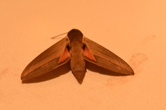 Theretra alecto cretica
