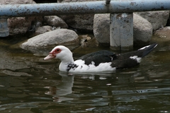 Cairina moschata domestica