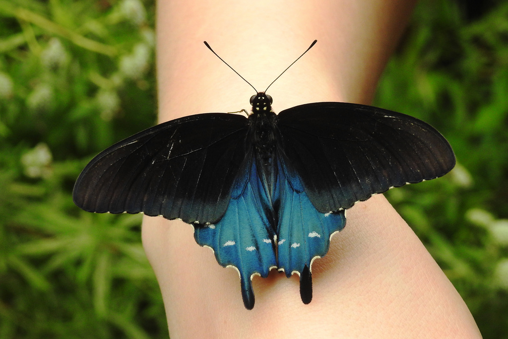 Pipevine swallowtail (Battus philenor)