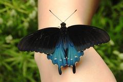 Pipevine Swallowtail