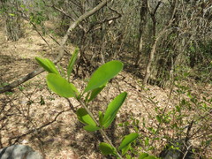 Erythroxylum monogynum