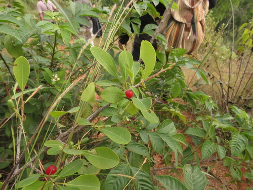 Erythroxylum monogynum (Erythroxylum monogynum)