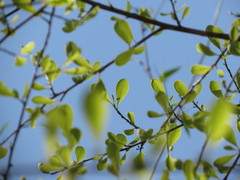 Erythroxylum monogynum