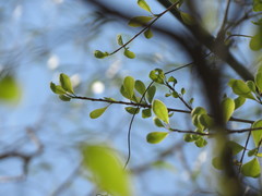 Erythroxylum monogynum