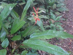 Heliconia acuminata