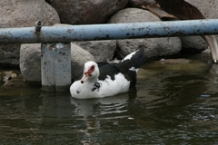 Cairina moschata domestica