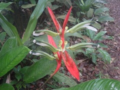 Heliconia acuminata