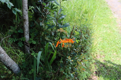 Image of Crocosmia aurea by (c) Tony Rebelo, some rights reserved (CC BY-SA)