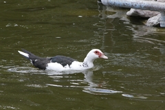 Cairina moschata domestica