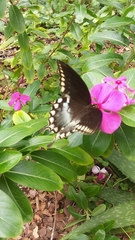 Papilio troilus image