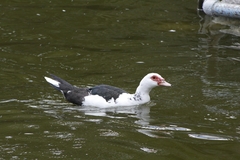 Cairina moschata domestica