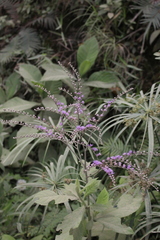 Eirmocephala brachiata