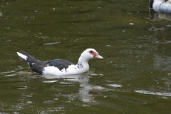 Cairina moschata domestica