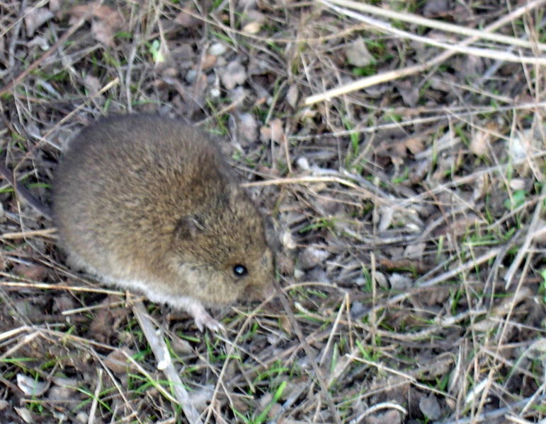 Western Pseudomys