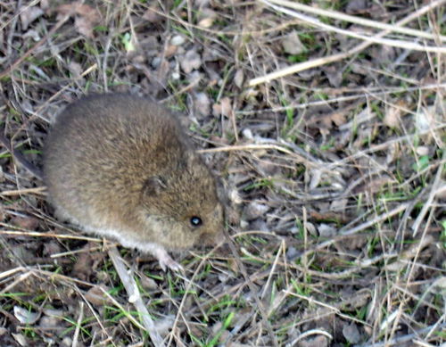Western Mouse (Pseudomys occidentalis) — Near Threatened Mammalia