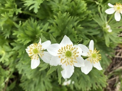 Anemonastrum