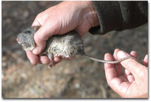 Hastings River Mouse (Pseudomys oralis) — Vulnerable Mammalia