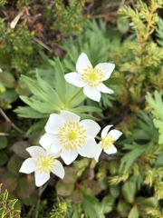 Anemonastrum
