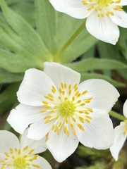 Anemonastrum