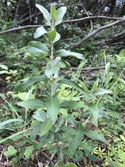 Elaeagnaceae