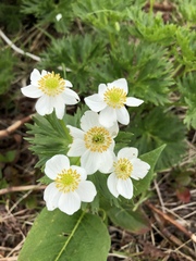 Anemonastrum