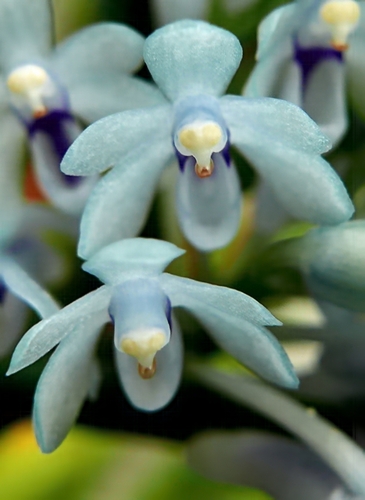Merrill's Cleisocentron