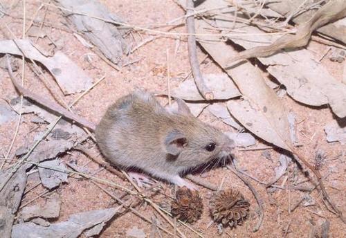 Pilliga Mouse (Pseudomys pilligaensis) · iNaturalist