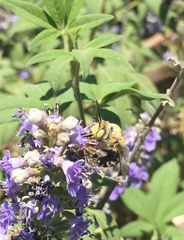 Anthophora californica