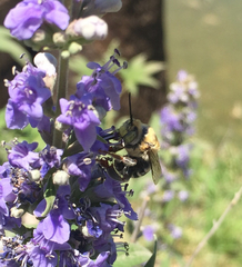 Anthophora californica