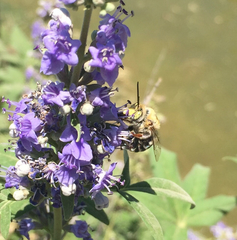 Anthophora californica