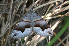 Scotopteryx moeniata