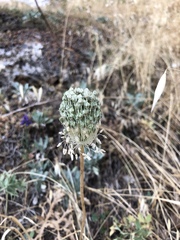 Allium
