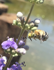 Anthophora californica