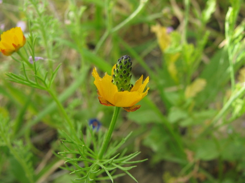 Image of Toothed Pheasant's-Eye (Adonis dentata) by (c) Nachman bones, some rights reserved (CC BY)