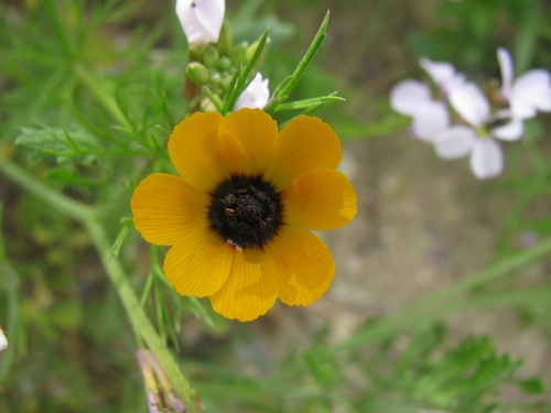 Toothed pheasant's-eye (Adonis dentata)