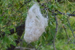 Icterus bullockii