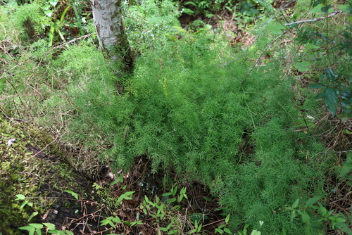 Droopy Asparagus (Asparagus ramosissimus)