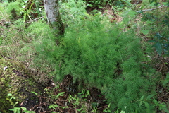 Asparagus ramosissimus