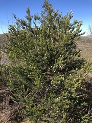 Phylica pinea